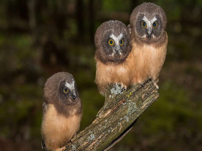 福州专业试管医院试管前糖耐量受损道家 试管婴儿